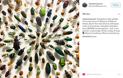 Rose Art Museum at Harvard Museum of Natural History