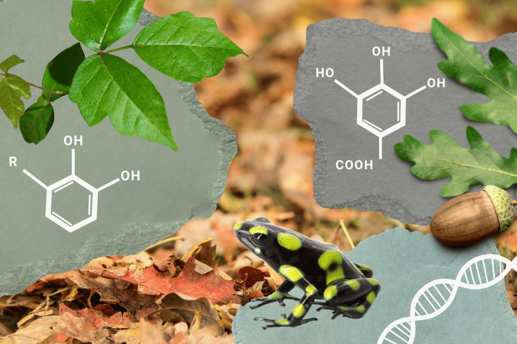 Scrapbook image featuring poison ivy, an acorn, and a poison dart frog